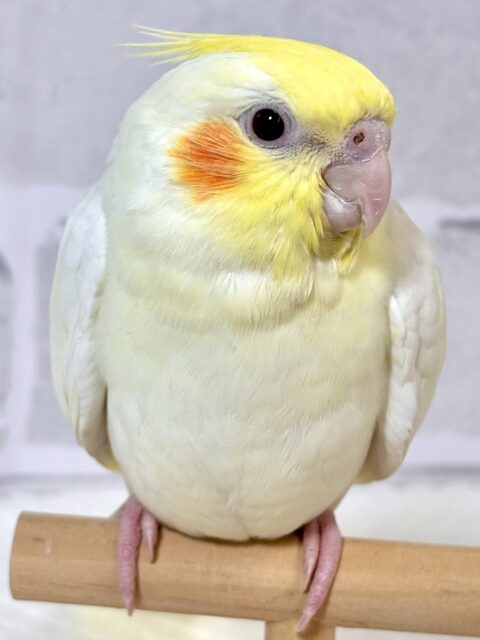 オカメインコ