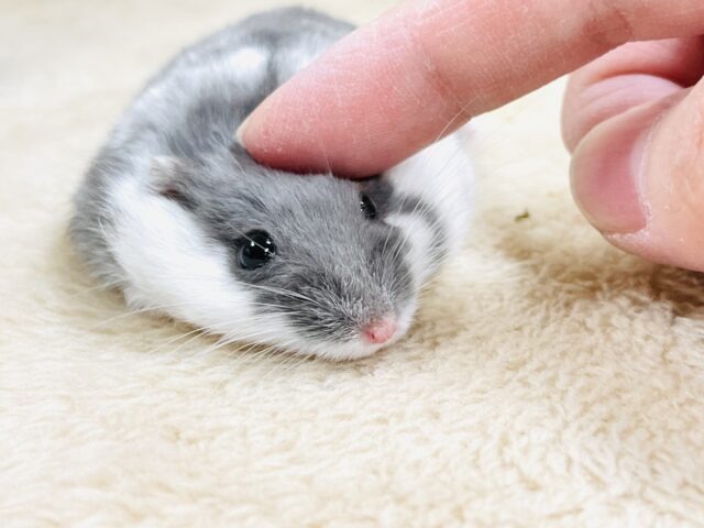 ジャンガリアン