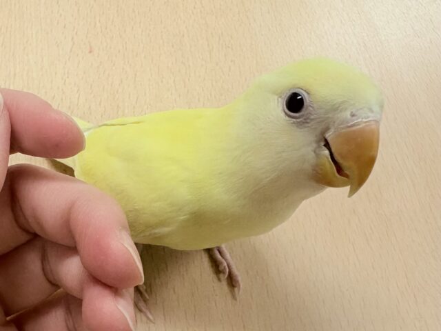 【最新画像🪄︎︎💫ひな餌卒業】赤い瞳とクリームカラーの奇跡のマッチ❣️コザクラインコ(クリームルチノー) コザクラインコ(小桜インコ)
