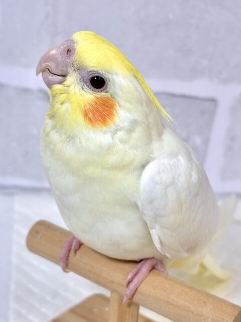 オカメインコ