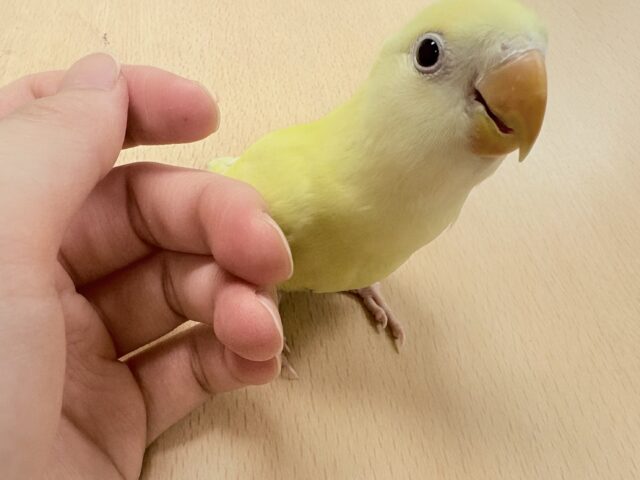 【最新画像🪄︎︎💫ひな餌卒業】赤い瞳とクリームカラーの奇跡のマッチ❣️コザクラインコ(クリームルチノー) コザクラインコ(小桜インコ)