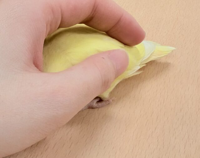 【最新画像🪄︎︎💫ひな餌卒業】赤い瞳とクリームカラーの奇跡のマッチ❣️コザクラインコ(クリームルチノー) コザクラインコ(小桜インコ)