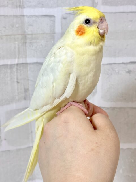 オカメインコ