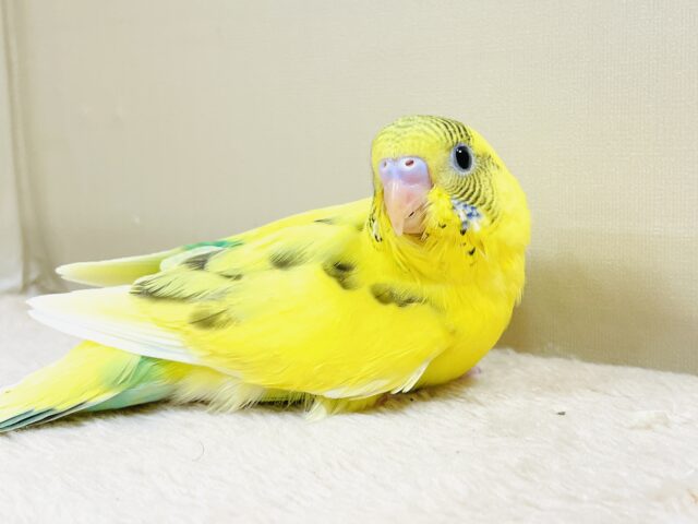 セキセイインコ