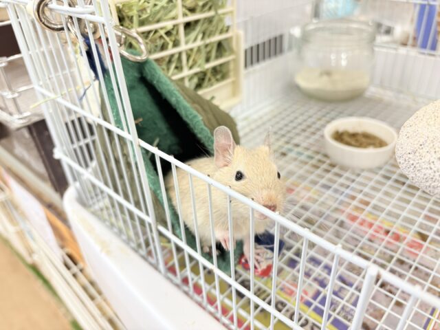 【最新画像更新🪄】☆てんしんらんまん☆デグー(サンド)女の子 デグー