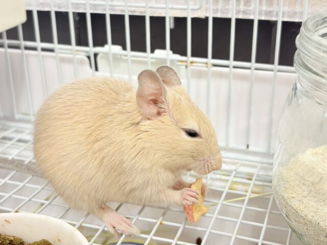 【最新画像更新🪄】☆てんしんらんまん☆デグー(サンド)女の子 デグー