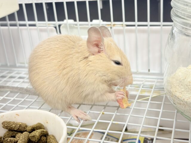 【最新画像更新🪄】☆てんしんらんまん☆デグー(サンド)女の子 デグー