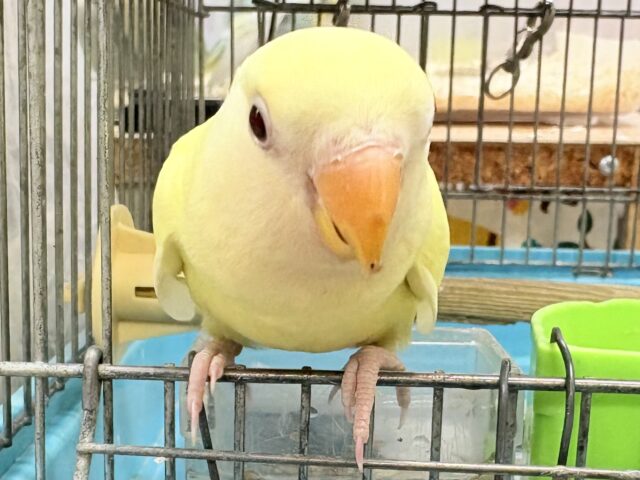 【最新画像🪄︎︎💫ひな餌卒業】赤い瞳とクリームカラーの奇跡のマッチ❣️コザクラインコ(クリームルチノー) コザクラインコ(小桜インコ)