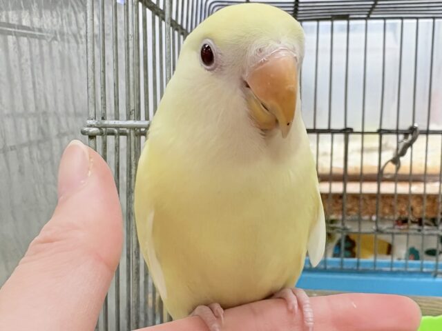 【最新画像🪄︎︎💫ひな餌卒業】赤い瞳とクリームカラーの奇跡のマッチ❣️コザクラインコ(クリームルチノー) コザクラインコ(小桜インコ)