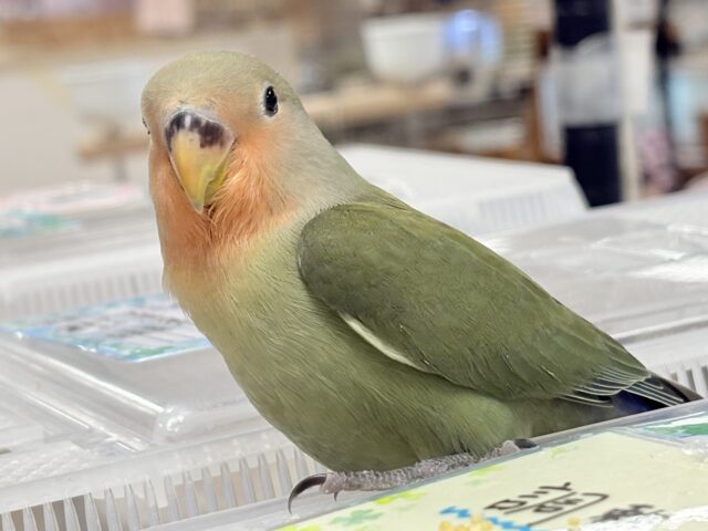 コザクラインコ（小桜インコ）