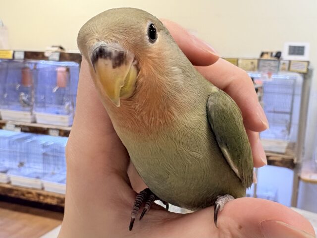 コザクラインコ（小桜インコ）