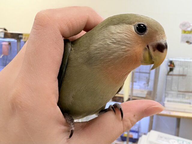 コザクラインコ（小桜インコ）