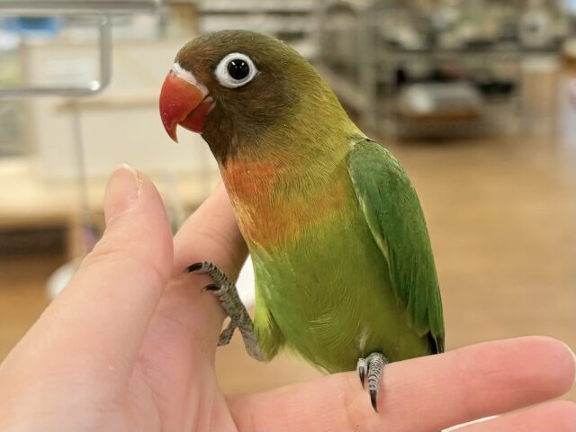 キエリボタンインコ