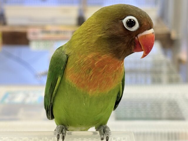 キエリボタンインコ