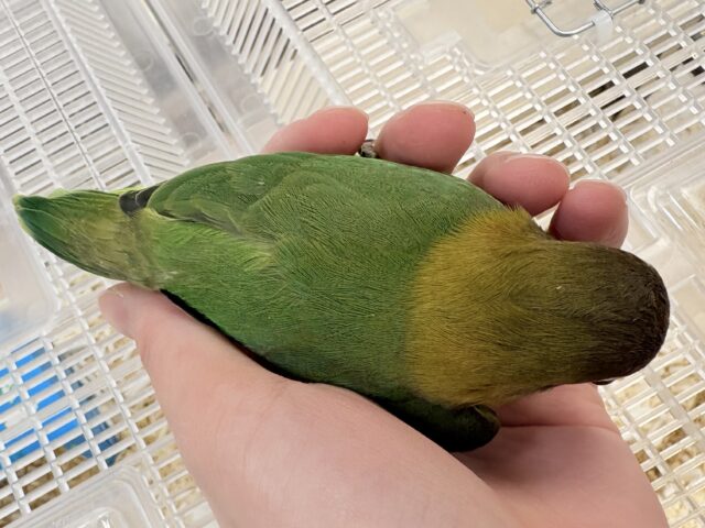 キエリボタンインコ
