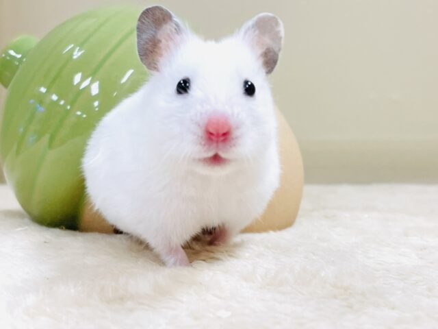 ゴールデンハムスター