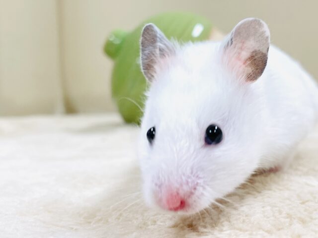 ゴールデンハムスター