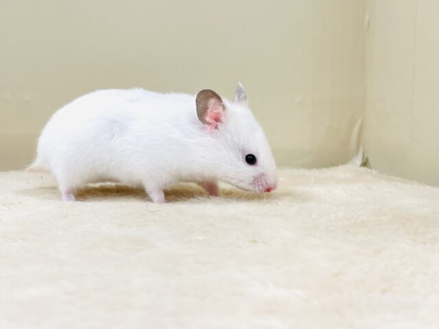 ゴールデンハムスター