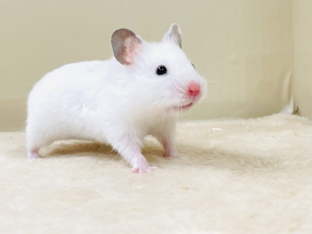 ゴールデンハムスター