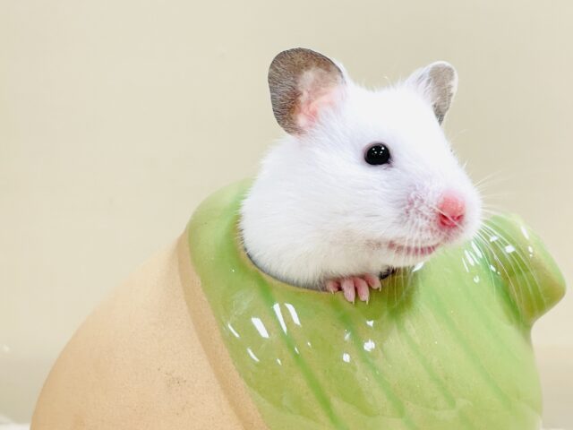 ゴールデンハムスター