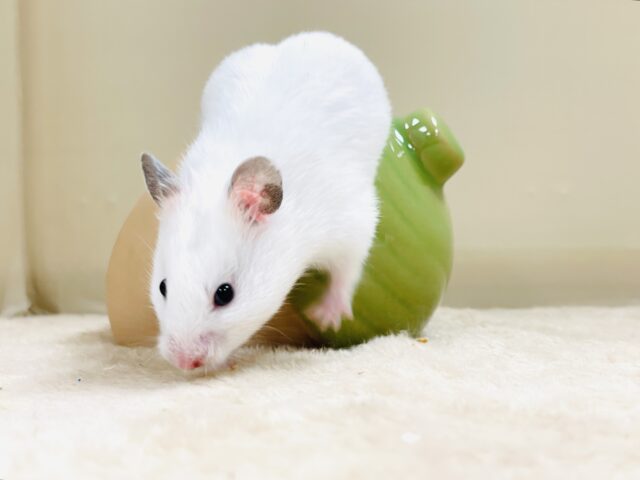 ゴールデンハムスター