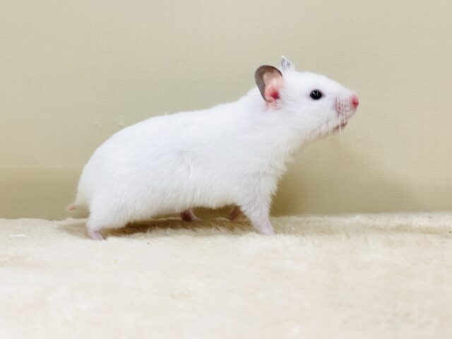 ゴールデンハムスター