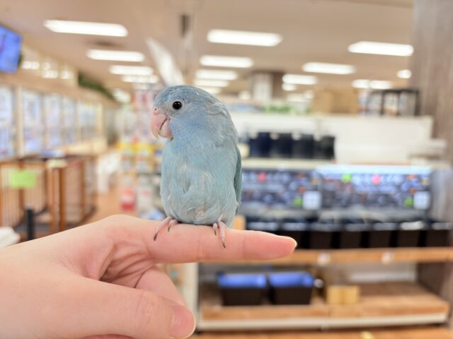 【最新画像】鮮やかブルーに目を奪われる〜👀✨️マメルリハ(ブルー)女の子 マメルリハ