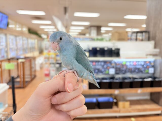 【最新画像】鮮やかブルーに目を奪われる〜👀✨️マメルリハ(ブルー)女の子 マメルリハ