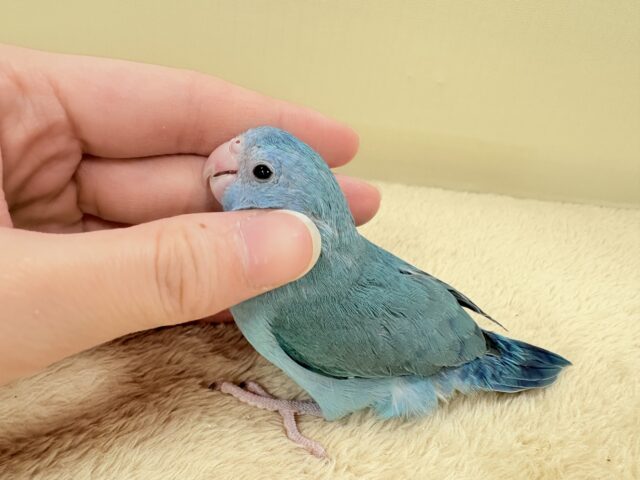 【最新画像】鮮やかブルーに目を奪われる〜👀✨️マメルリハ(ブルー)女の子 マメルリハ