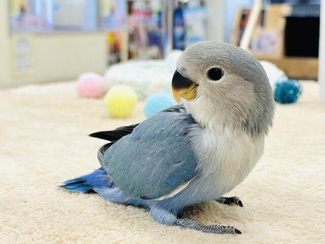 コザクラインコ（小桜インコ）