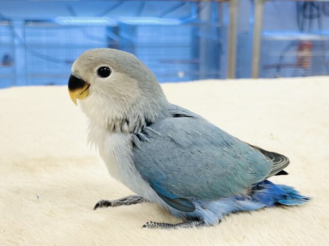 コザクラインコ（小桜インコ）