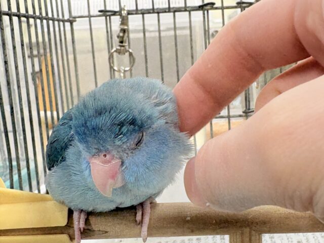 【最新画像】鮮やかブルーに目を奪われる〜👀✨️マメルリハ(ブルー)女の子 マメルリハ