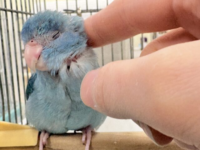 【最新画像】鮮やかブルーに目を奪われる〜👀✨️マメルリハ(ブルー)女の子 マメルリハ