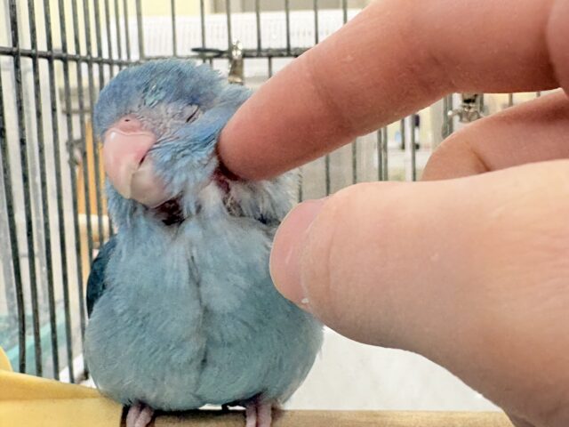 【最新画像】鮮やかブルーに目を奪われる〜👀✨️マメルリハ(ブルー)女の子 マメルリハ