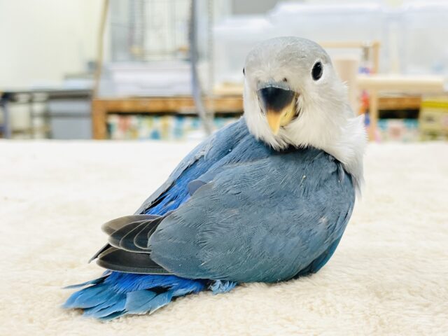 コザクラインコ（小桜インコ）