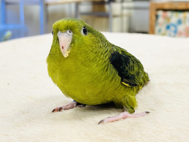 【最新画像】元気いっぱい登場💚サザナミインコ(ダークグリーン) サザナミインコ