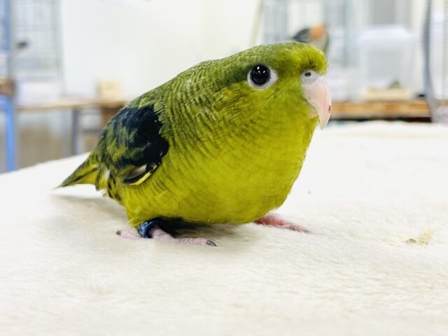 【最新画像】元気いっぱい登場💚サザナミインコ(ダークグリーン) サザナミインコ