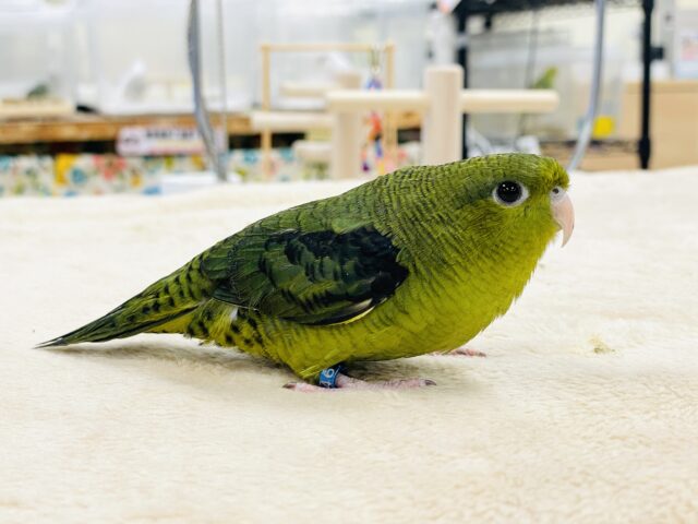 【最新画像】元気いっぱい登場💚サザナミインコ(ダークグリーン) サザナミインコ