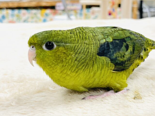 【最新画像】元気いっぱい登場💚サザナミインコ(ダークグリーン) サザナミインコ