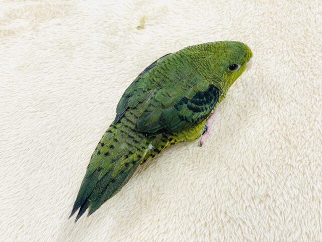 【最新画像】元気いっぱい登場💚サザナミインコ(ダークグリーン) サザナミインコ