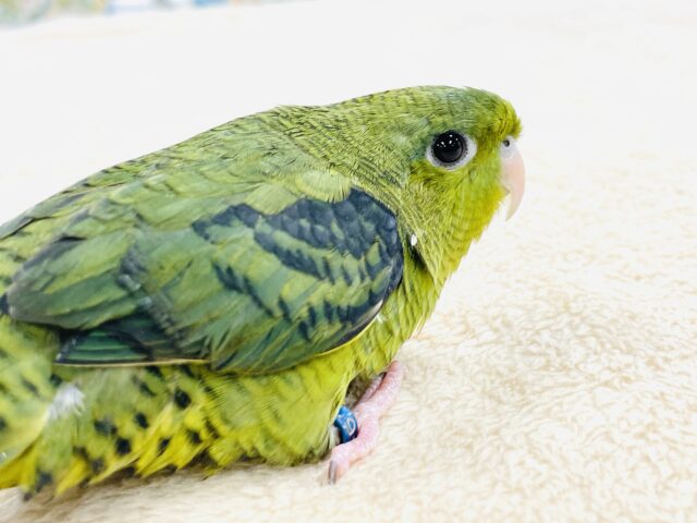【最新画像】元気いっぱい登場💚サザナミインコ(ダークグリーン) サザナミインコ