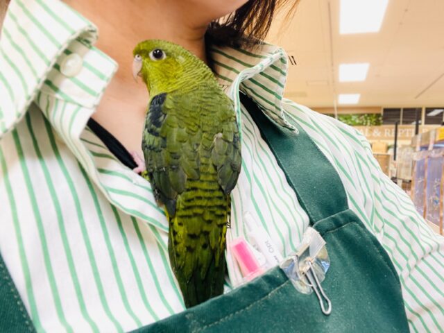 【最新画像】元気いっぱい登場💚サザナミインコ(ダークグリーン) サザナミインコ