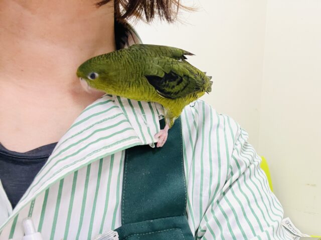 【最新画像】元気いっぱい登場💚サザナミインコ(ダークグリーン) サザナミインコ