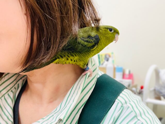 【最新画像】元気いっぱい登場💚サザナミインコ(ダークグリーン) サザナミインコ