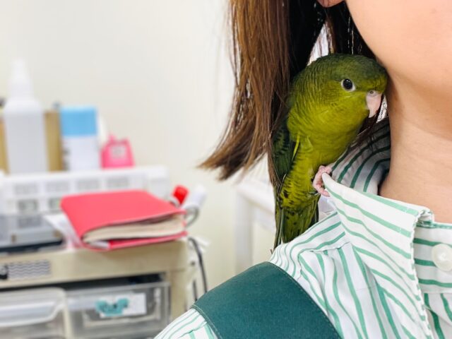 【最新画像】元気いっぱい登場💚サザナミインコ(ダークグリーン) サザナミインコ