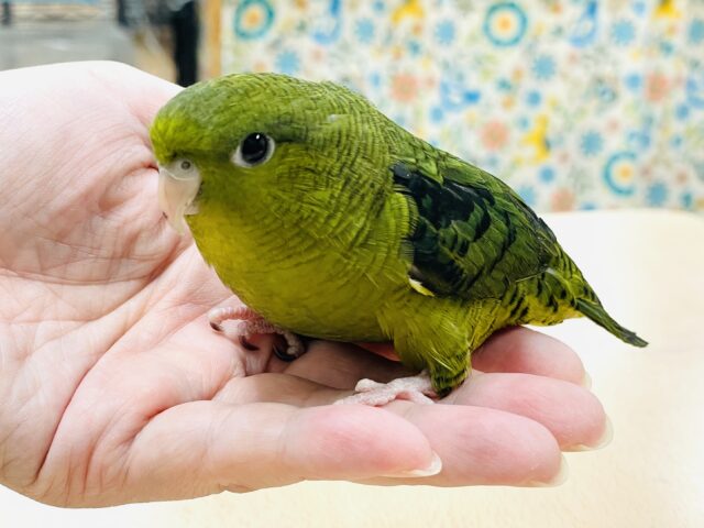 【最新画像】元気いっぱい登場💚サザナミインコ(ダークグリーン) サザナミインコ