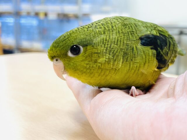 【最新画像】元気いっぱい登場💚サザナミインコ(ダークグリーン) サザナミインコ