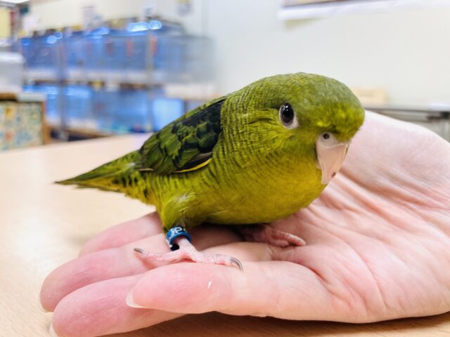 【最新画像】元気いっぱい登場💚サザナミインコ(ダークグリーン) サザナミインコ
