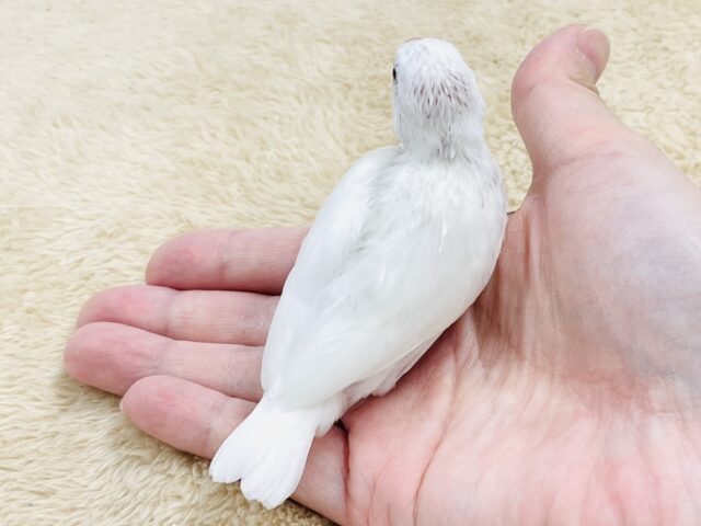 白文鳥
