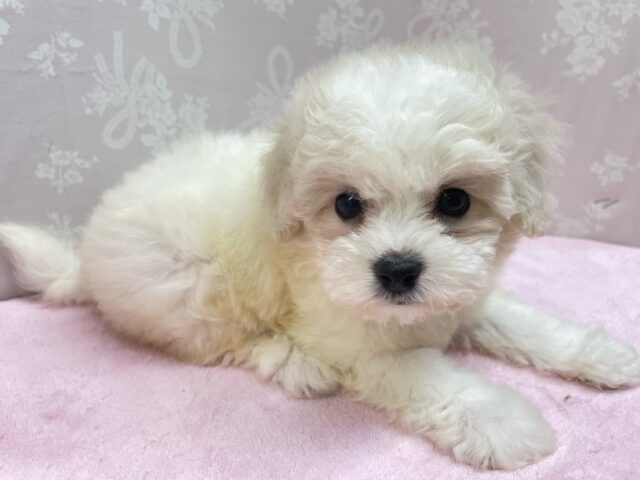 ビションフリーゼ